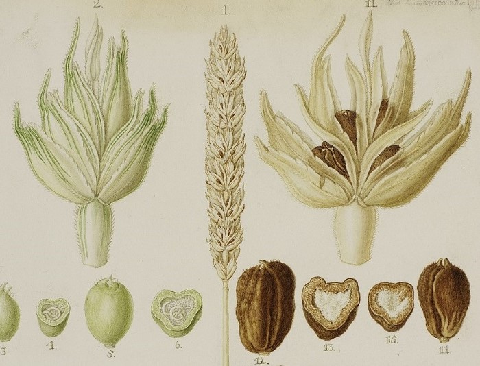 Illustration of weath